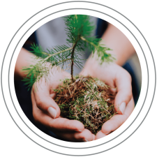 Out Vision: A person holding a small pine tree sapling in their hands